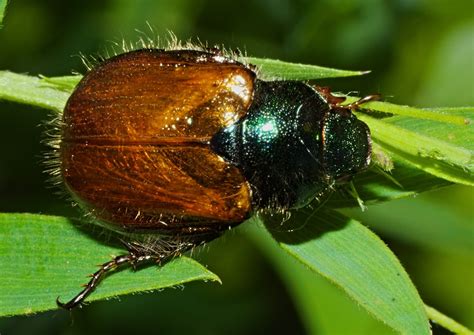 Hanneton des jardins (Phyllopertha horticola) - Picture Insect