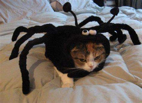 Cat in costume - Cats Photo (29037322) - Fanpop