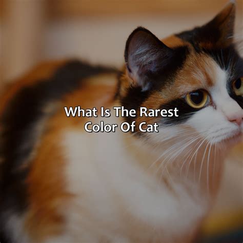 What Is The Rarest Color Of Cat - colorscombo.com