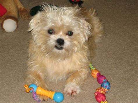 Yorkie Shih Tzu Chihuahua Mix For Sale - rika