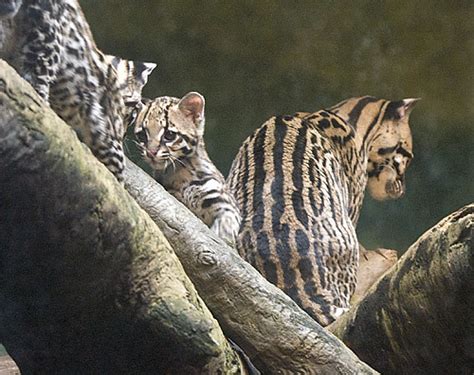 ocelot cub | Taken at Woodland Park Zoo. | Mike Thompson | Flickr