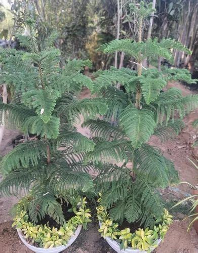 Round Green Christmas Tree - Araucaria columnaris, Size: 3ft at Rs 350 ...