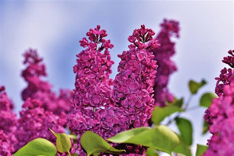 How to Grow: Growing and Caring for Lilac Shrubs