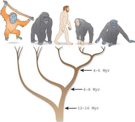 K L U B I: FT, paleontologi Suvi Viranta: Ihminen suurpetona