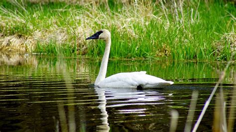 Trumpeter Swan | Gaining Life Experience