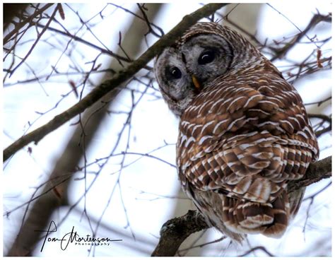 Hooty Hoo! | Barred Owl Barred owls are secretive, yet commo… | Flickr