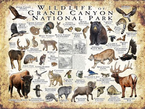 Wildlife of Grand Canyon National Park Poster Print