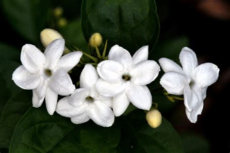 Health benefits of Flowering plant- Jasmine