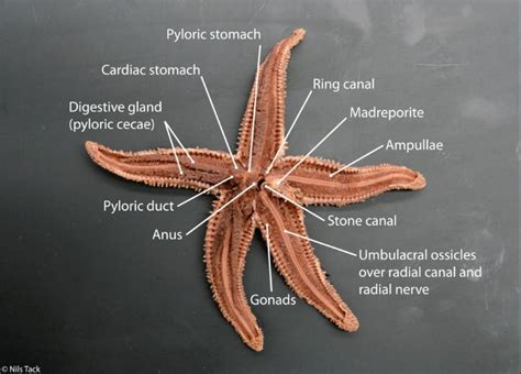 Starfish Internal Anatomy