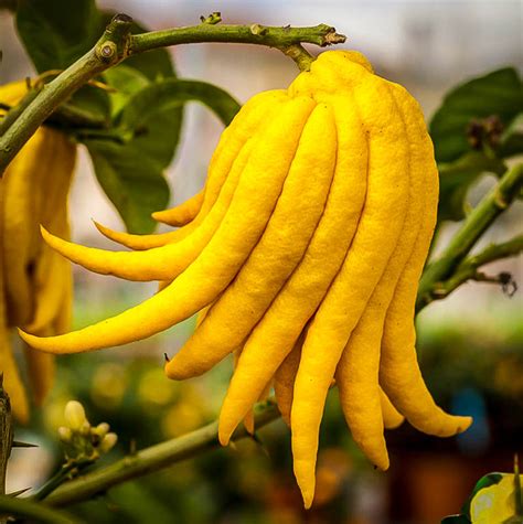 Buddha's Hand Citron Trees For Sale | The Tree Center™