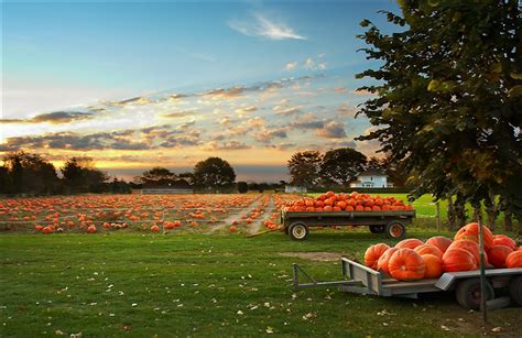 Fall Harvest Pumpkins | Urban Program Bexar County