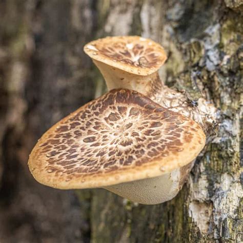 Dryad's Saddle or Pheasant Back Mushroom - Forager | Chef