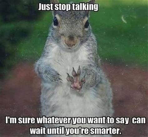 Squirrel Meme - Funny Squirrel Pictures