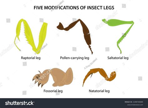 1,288 Types Insect Legs Images, Stock Photos, 3D objects, & Vectors ...