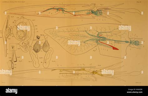 The anatomy of the common squid, Loligo pealii, Lesueur BHL11827383 ...