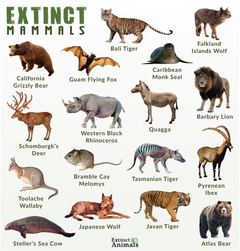 List of Extinct Mammals With Pictures