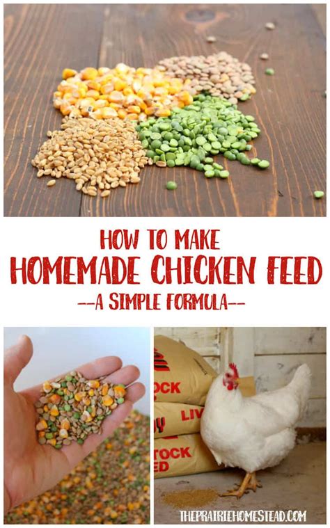 Homemade Chicken Feed Recipe • The Prairie Homestead