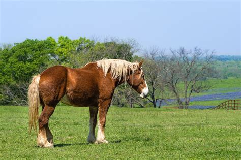 Belgian Draft Horse Breed Guide: Health, Nutrition & Characteristics ...