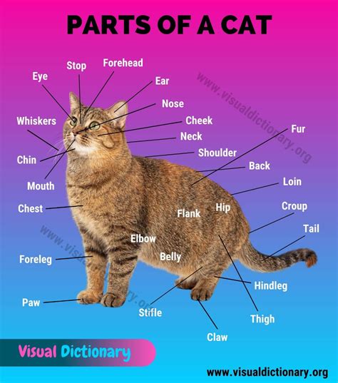 Cat Anatomy: Interesting List of 34 External Parts of the Cat - Visual ...