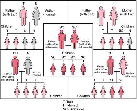 Genetic Cause - Sickle Cell Anemia