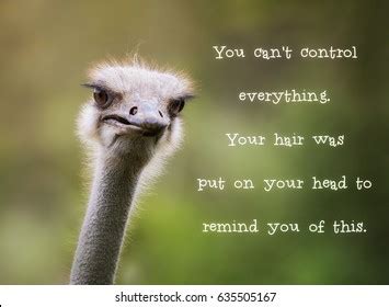 Funny Animal Memes Photos, Images & Pictures | Shutterstock