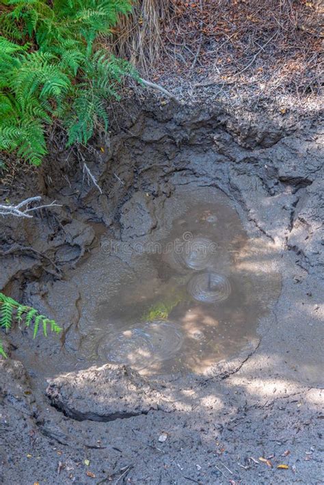 Mud Pools at Te Puia at New Zealand Stock Photo - Image of aotearoa ...