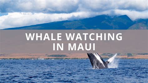 When Is the Best Time to Whale Watch in Maui?