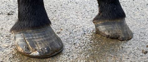 Horse Hoof Cracks – How To Avoid Them & How to Fix Them