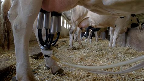 Milking Machine On Udder Cows Stand In Stall Stock Footage SBV ...