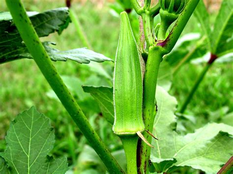 OKRA || Harvesting typically starts a few months after planting and ...