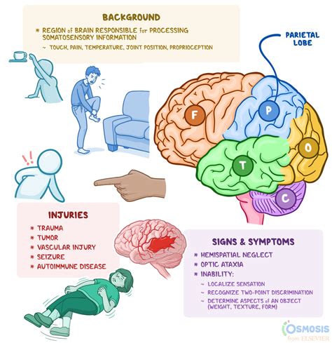 Parietal Lobe: What Is It, Location, Function, and More | Osmosis