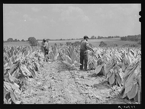 Wheat Farm 1900s