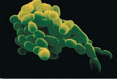 Microbiology: Lactobacillus