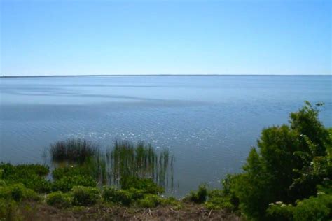 Lake Apopka - Florida’s Inland Rarity Hotspot - 10,000 Birds