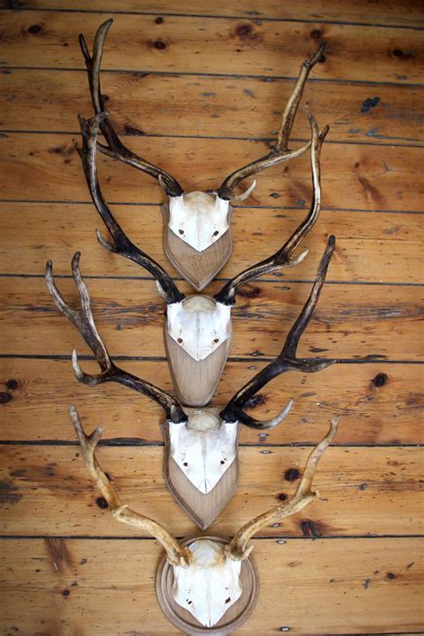 Fallow Deer antlers at Mandibles, Cape Town | Skull and bones, Natural ...