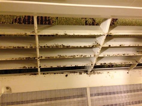 What Kills Mold In Air Conditioner? | Smart AC Solutions