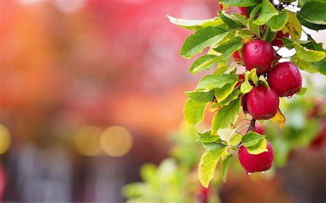 Apple tree Wallpapers Images Photos Pictures Backgrounds