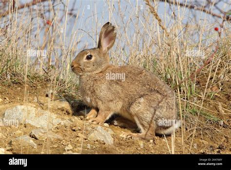 The European rabbit, coney (Oryctolagus cuniculus) in a natural habitat ...