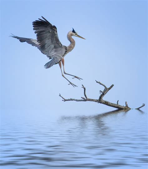 Great Blue Heron | Audubon Field Guide