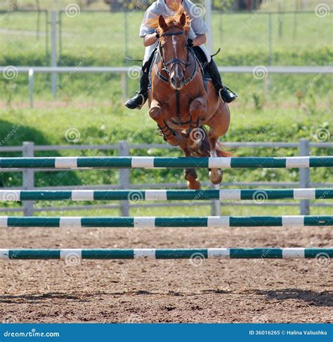 Horse at Jumping Competition Stock Image - Image of beauty, equestrian ...