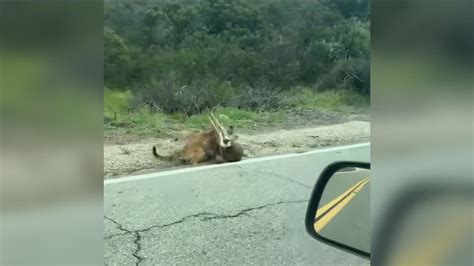 Mountain lion attacking a deer caught on video | cbs8.com