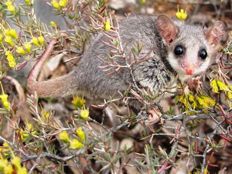 Eastern Pygmy Possum Profile: Traits, Facts, Habitat, Diet - Mammal Age