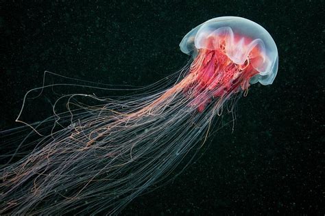 Lion's Mane Jellyfish Photograph by Alexander Semenov - Pixels