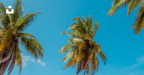 Palm tree on beach shore during daytime photo – Free Maldives Image on ...