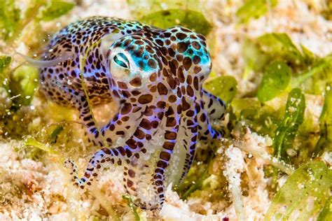 Diversity of Tiny Bobtail Squid Driven by Major Ancient Biogeographic ...