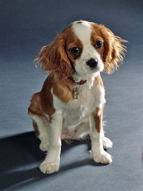 Cavalier King Charles Spaniel Grooming: A Guide with Haircut Pictures