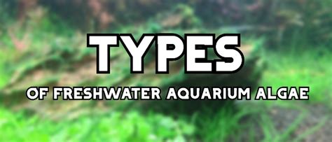 7 Common types of freshwater aquarium algae (illustrated) | AquAnswers