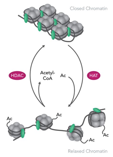 Histone Acetylation