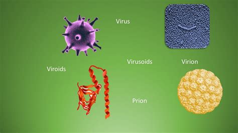 Difference among virus, virion, viroid, virusoid and prion | by ...