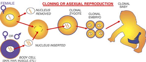 WHat is Human CLoning? - Human Cloning